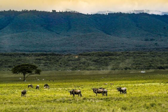 Κένυα: Στην «καρδιά» της άγριας Αφρικής