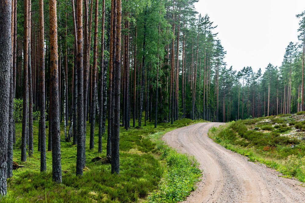 Άποψη από τους δρόμους της Εσθονίας στο WRC